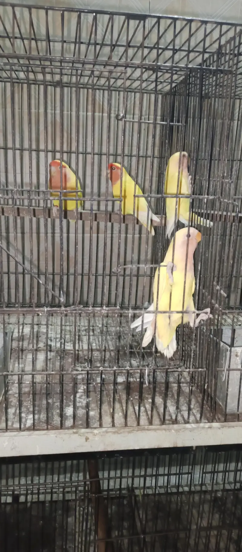 Love birds . albino — photo 5
