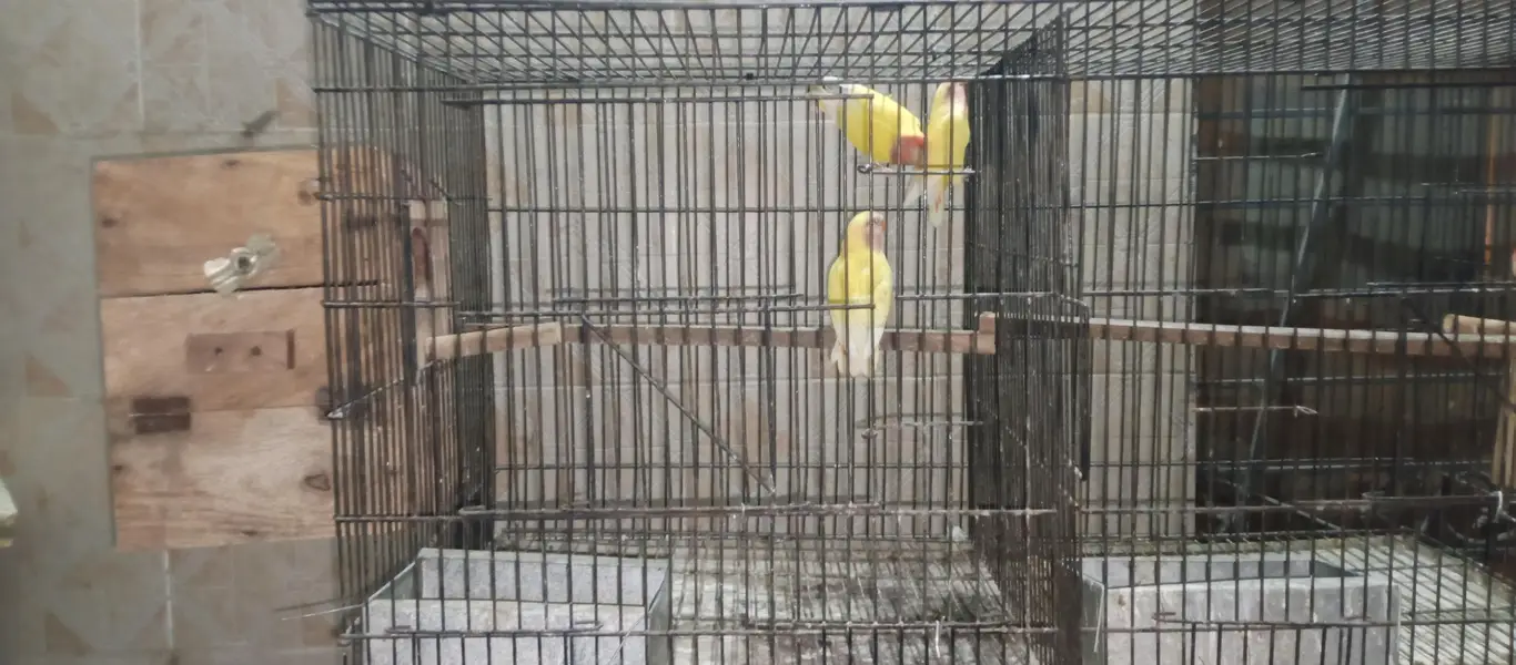 Love birds . albino — photo 6