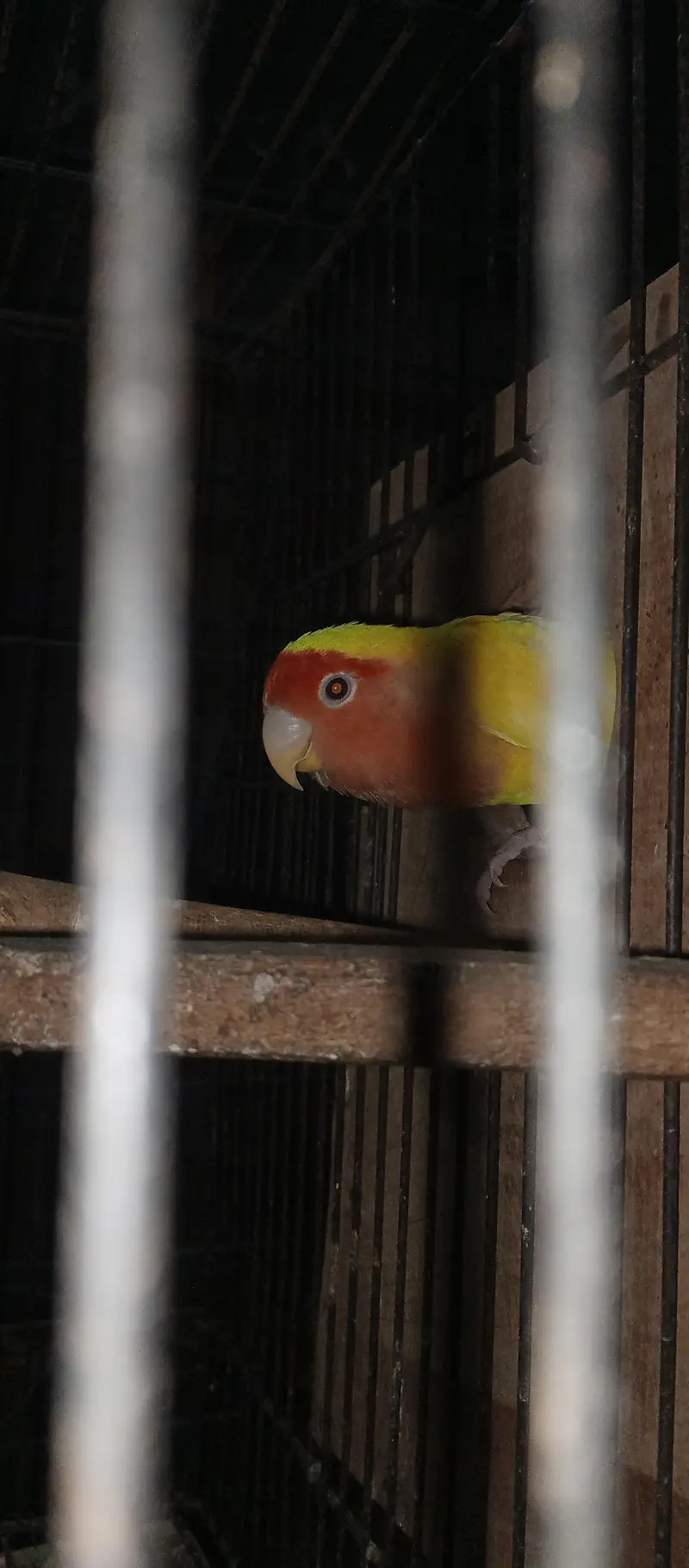 Love birds . albino — photo 7