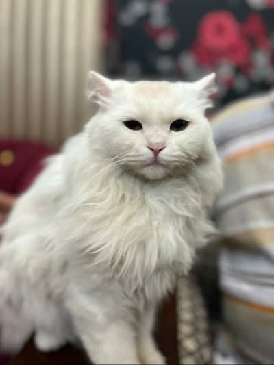 Ragdoll Male Cat  For Sale. (On Good Price)