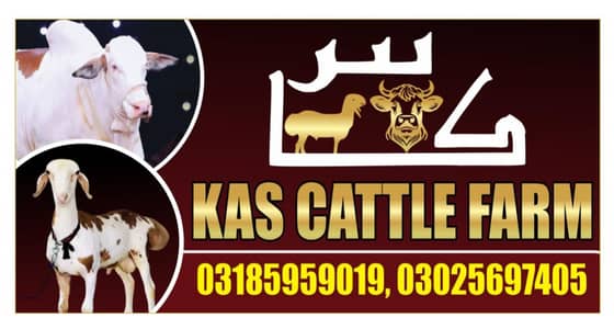 mundra dumba | sheep | Goat | Qurbani dumba | kajla | chatra