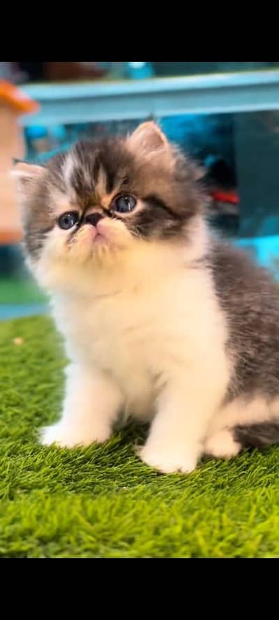 Persian cat's vaccinated  healthy active/WhatsApp 03316360929