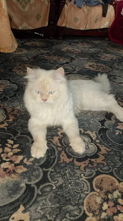 persian  cat