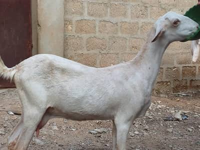 mashaallah se health and active