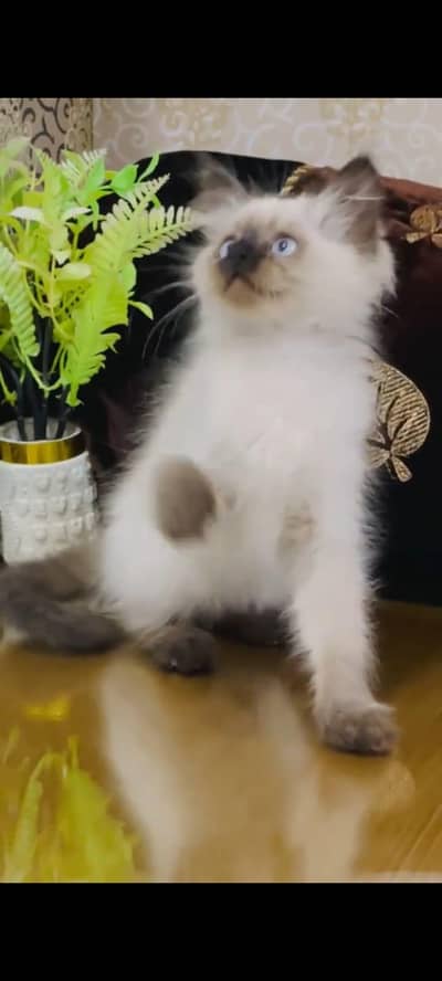 Persian cat's vaccinated  healthy active/WhatsApp 03316360929