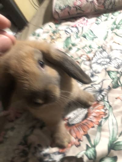 Rabbit setup for sale