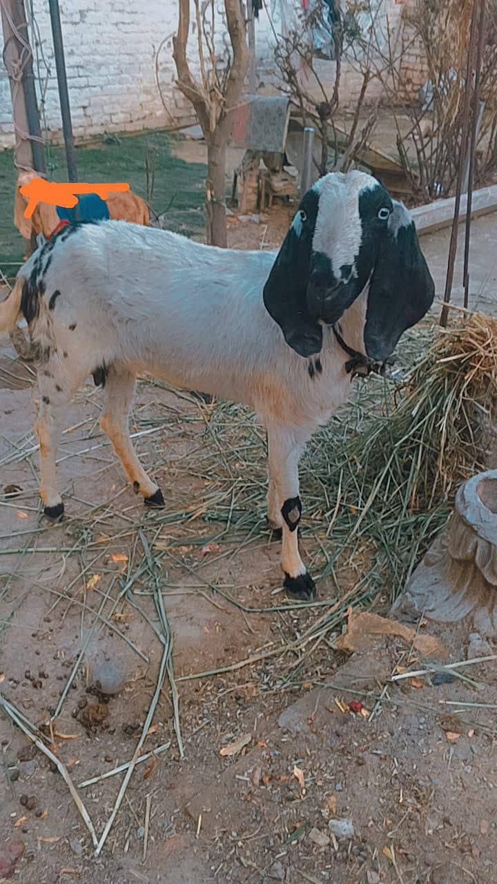 بہترین بکری 0