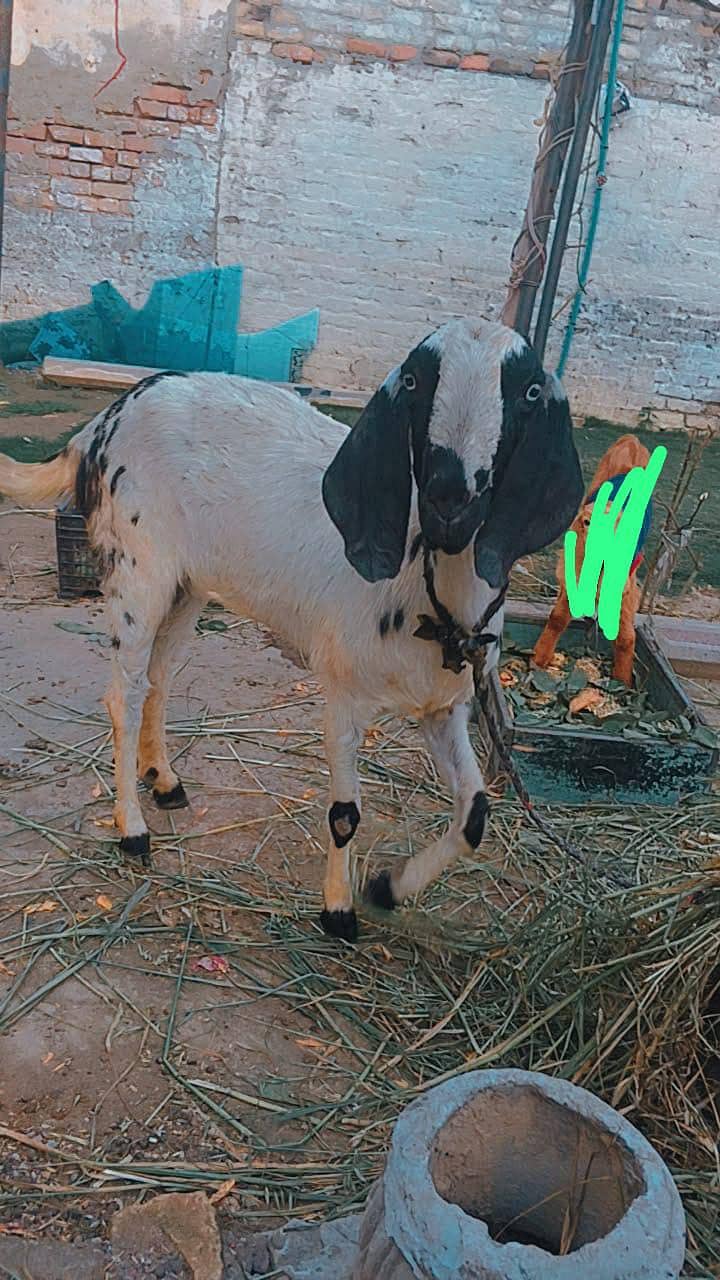 بہترین بکری 1