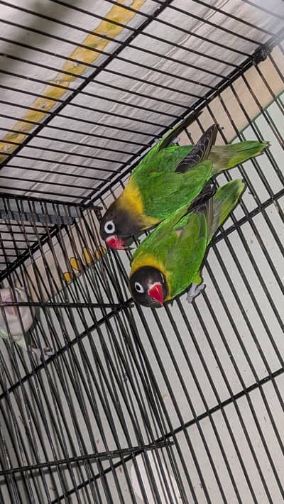 Lovebirds for sale