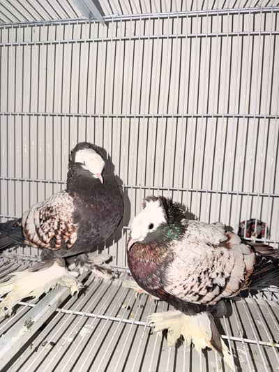 Fairy Swallow and Others