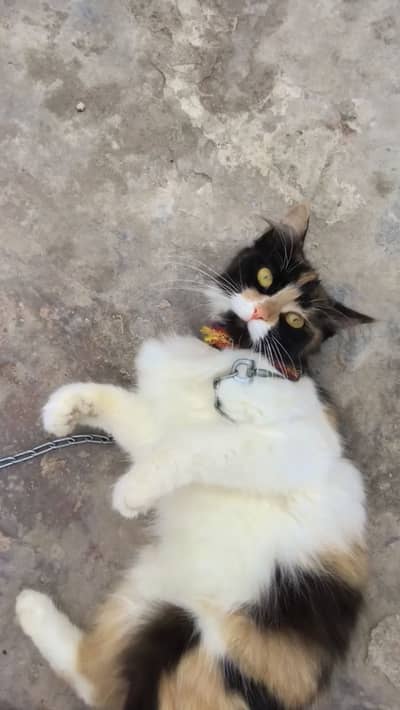 Calico persian cat for urgent sale or exchange with any thing