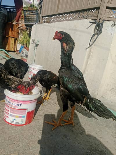 healthy active and vaccinated pathy for sale