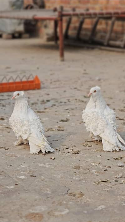 Frill Back Breeder Pair