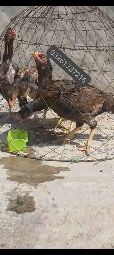 egg laying kari bazz females available