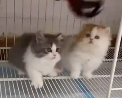 Quality Persian Punch face cat & kitten= Mor 03205959094=WhatsApp