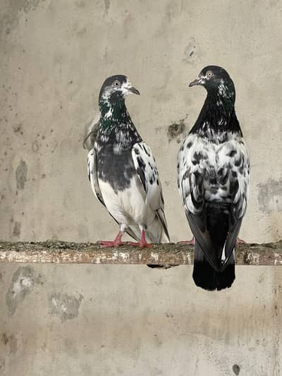 teddy 3 male ch walay