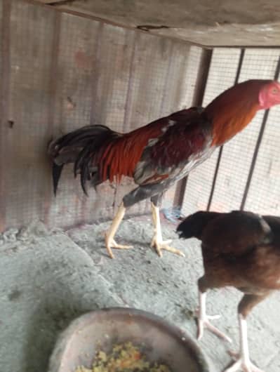 Acha quality Ka murga majbur haddi ka aur acche jod ka