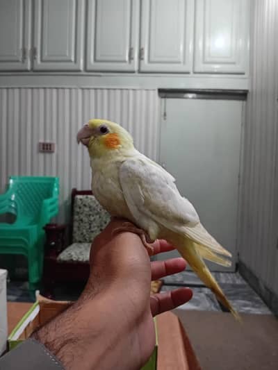 Hand Tame cocktails . 0304-5561705