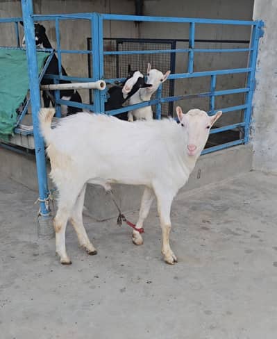 supreme quality gulabi teddy bakra(bakri breeder) goat tedda