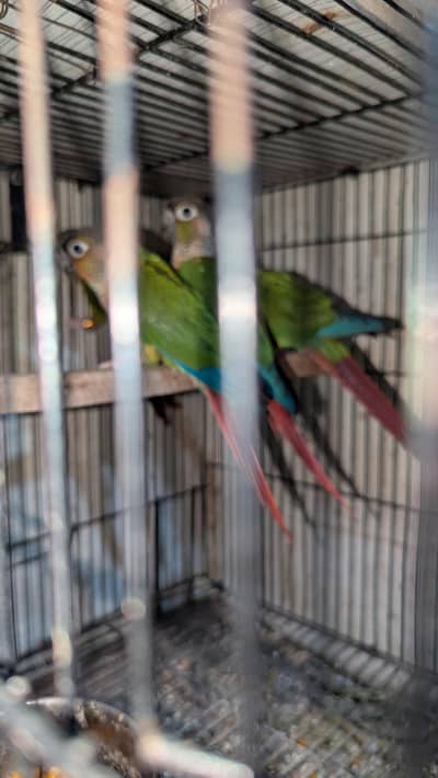 green chick yellow side and pineapple cnour