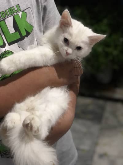 persian cat