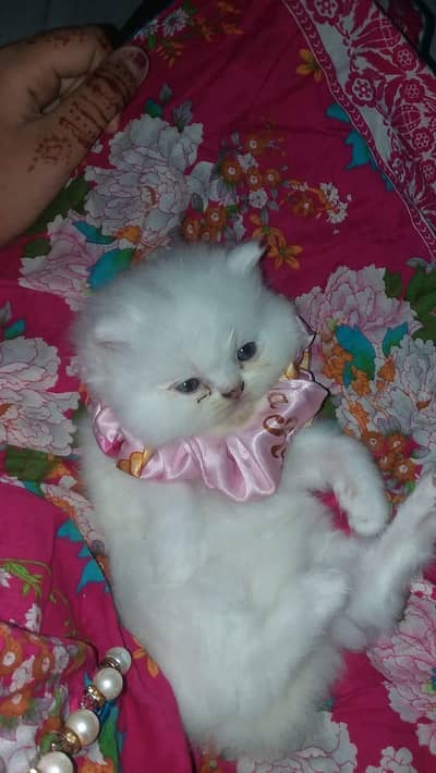 selling my cute kittens