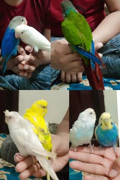 Hand tame parrot available