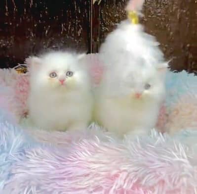 Quality Persian Punch face cat & kitten= Mor 03205959094=WhatsApp