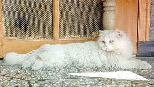 Persian Male Cat 1.5 Year Old