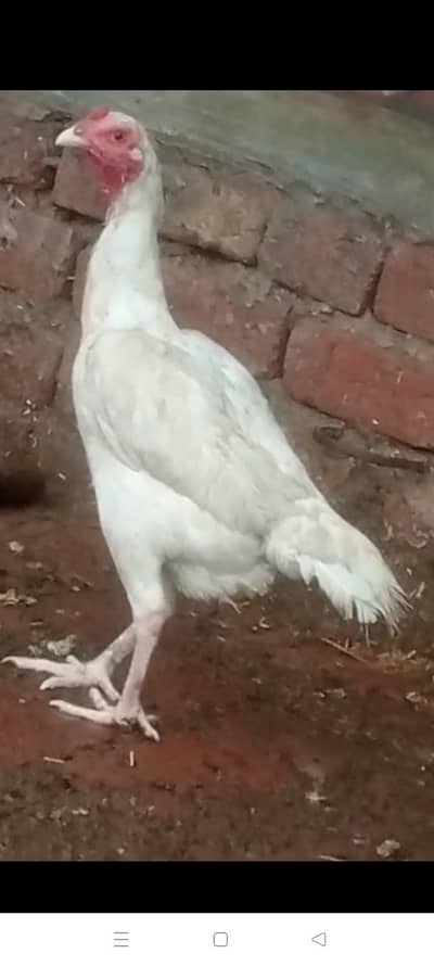 Heera Bareedar Madi sale