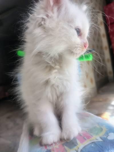 3 Cute Kittens Ready for Adoption