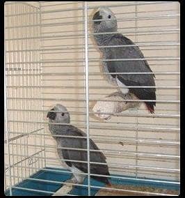 African grey parrot  chicks