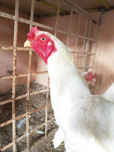 Shamo Breed Pair Available (1 Male + 2 Females) – Egg Laying