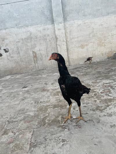 Aseel Pakistani or Shamu Cross