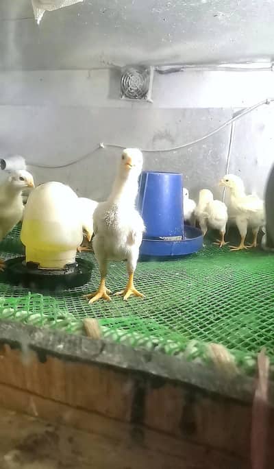 king size shamo chiks 12 days old