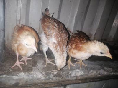 They are very fluffy and grown very big