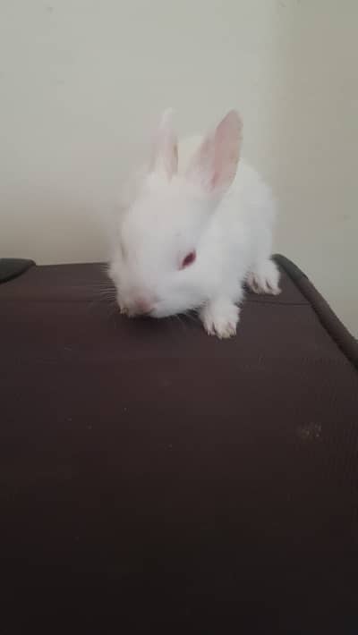 Rabbit bunnies Pet Hobby Animals