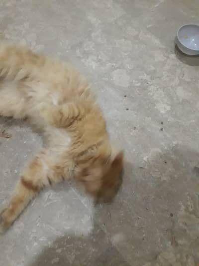 Persian male cat  vaccinated