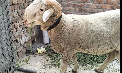 chatra. menda for sale