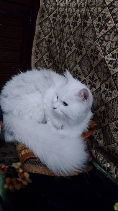 Persian cat