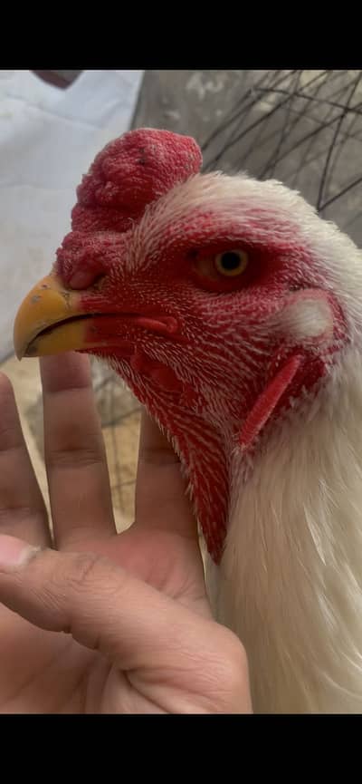 Ko shamo/aseel shamo/white oh shamo eggs/king shamo/shamo chicks