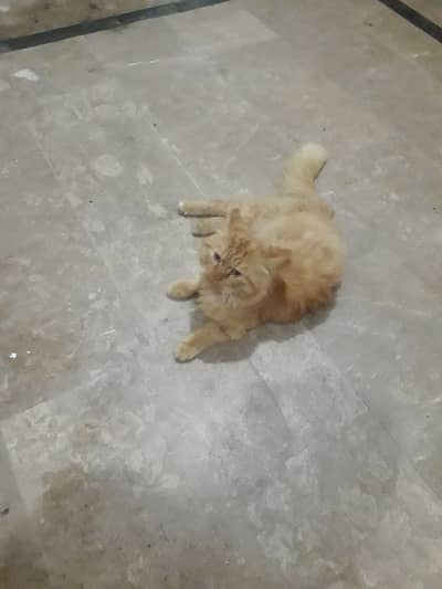 Persian male cat  vaccinated