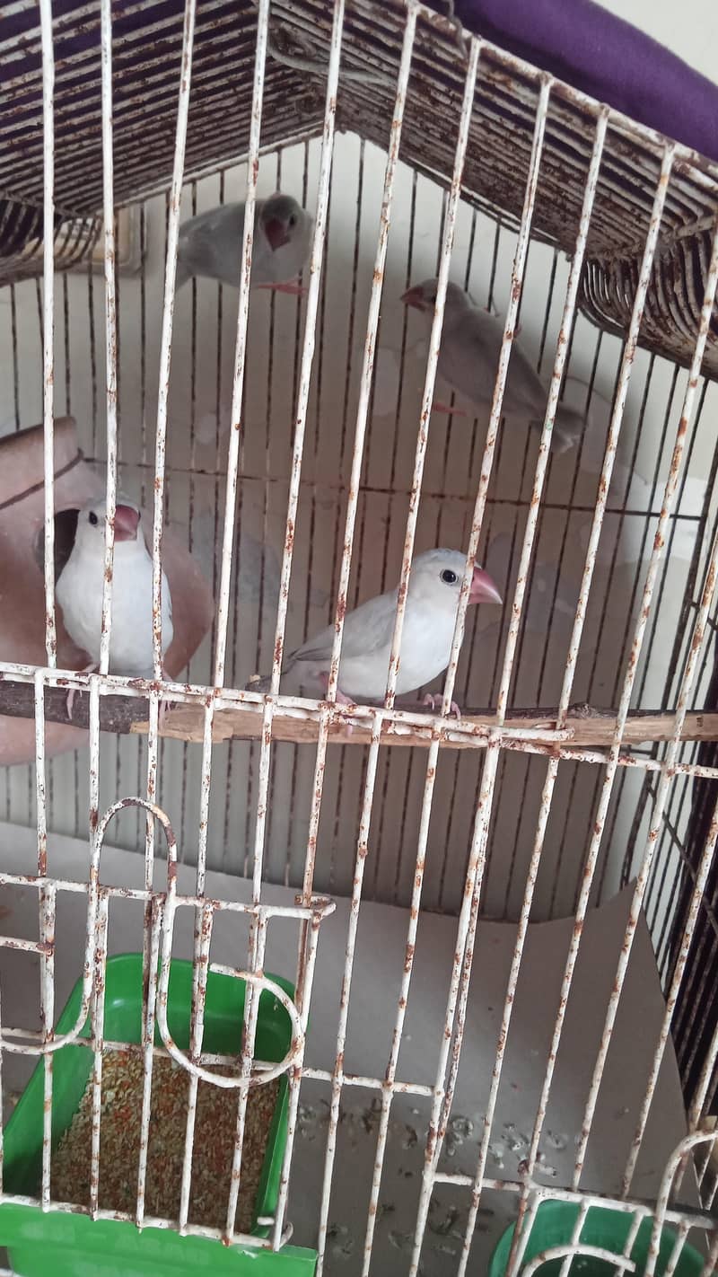 silver Java chicks 0