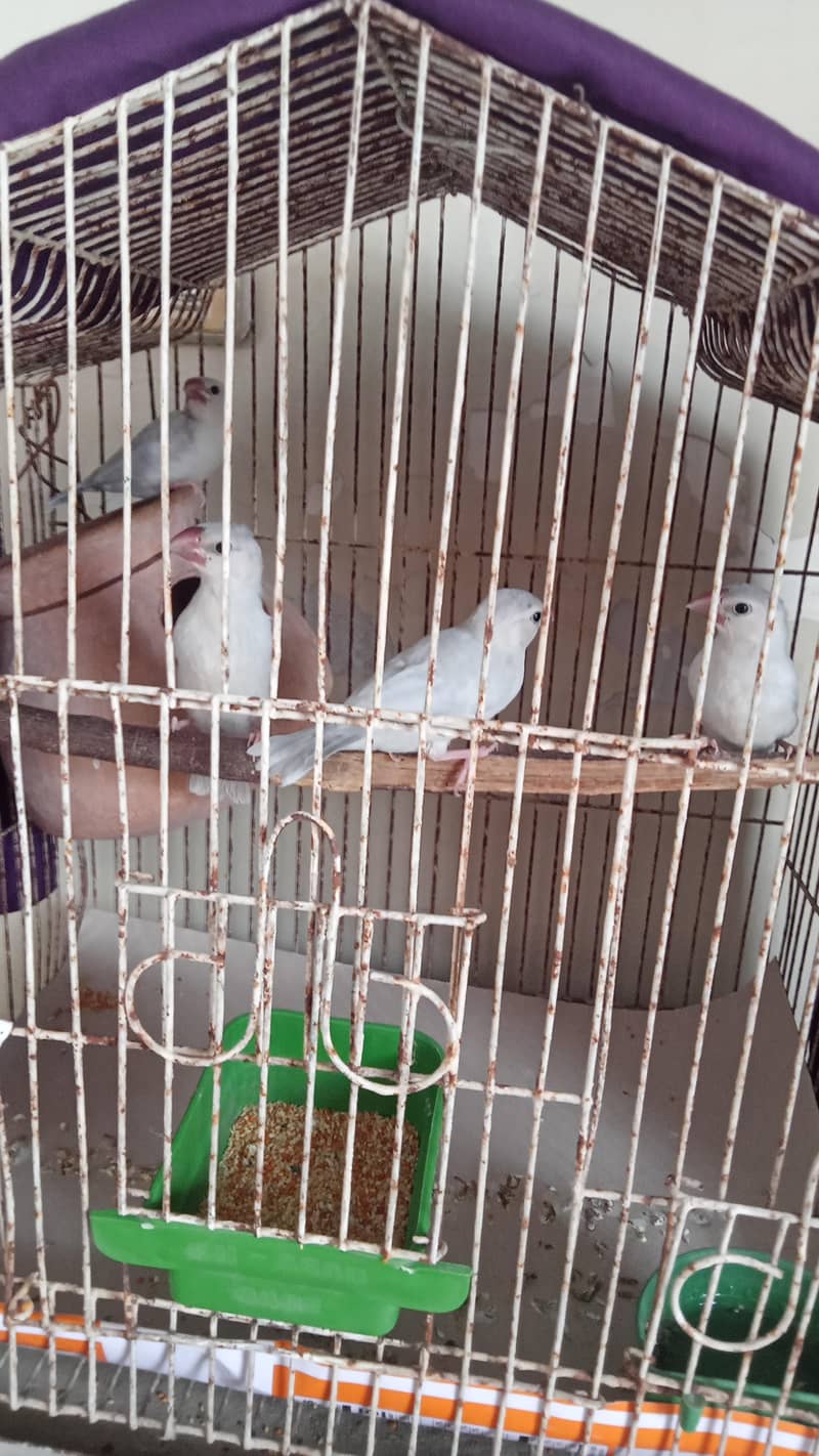 silver Java chicks 1