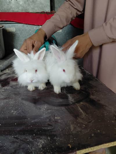 fancy line had rabbit