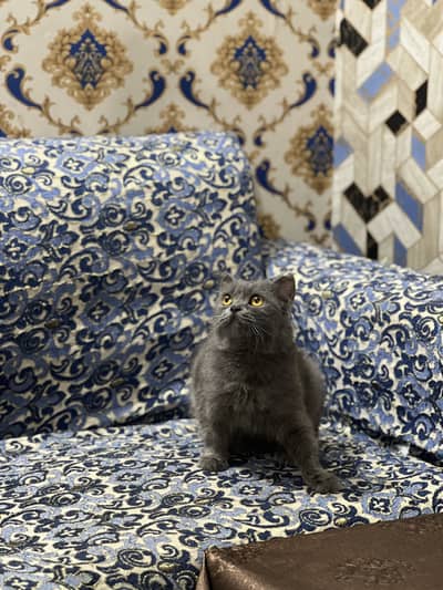 British short hair Pair Available