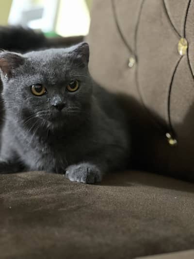 British short hair Pair Available