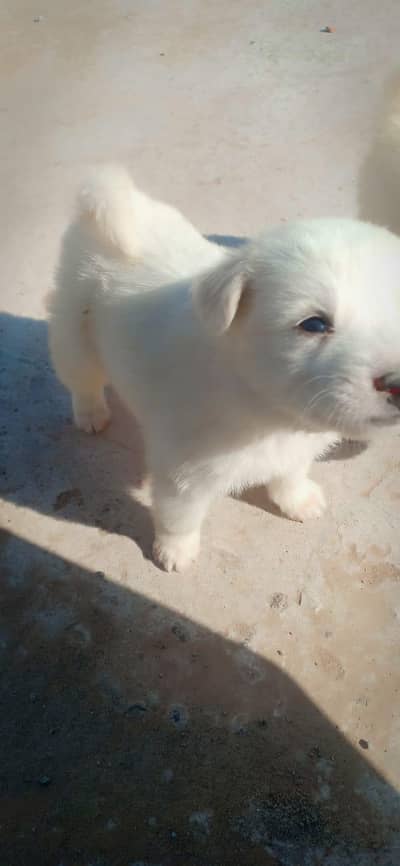 russian rousi pista puppy