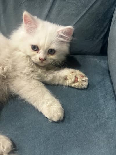 Persian punch face kittens