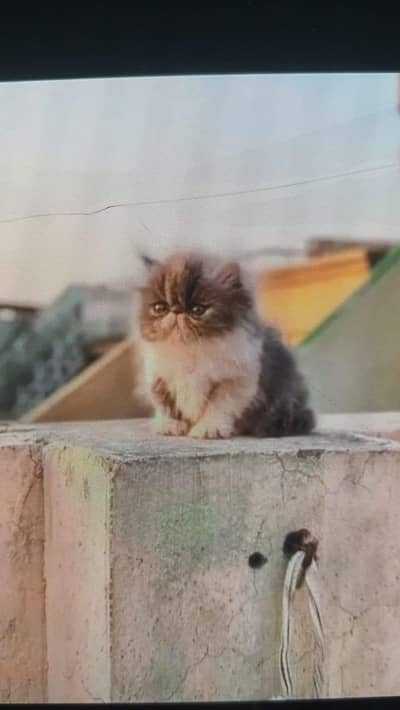 Persian Cat Triple Coated Peki Face